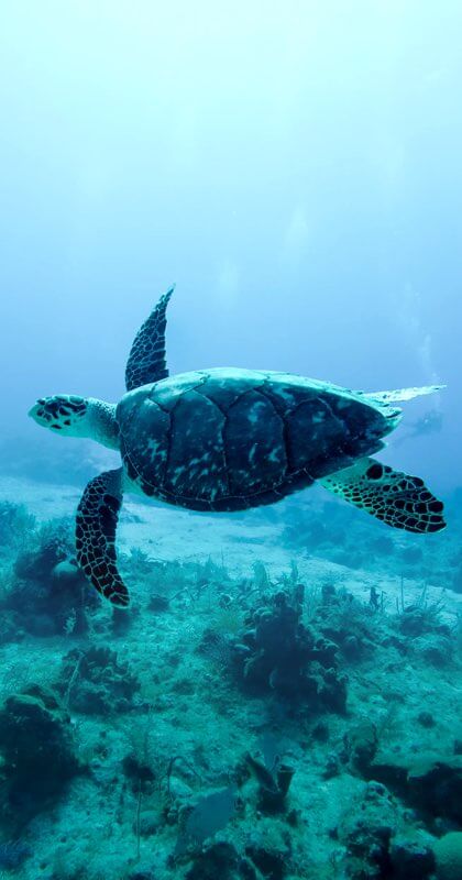A giant turtle swimming on the reef
