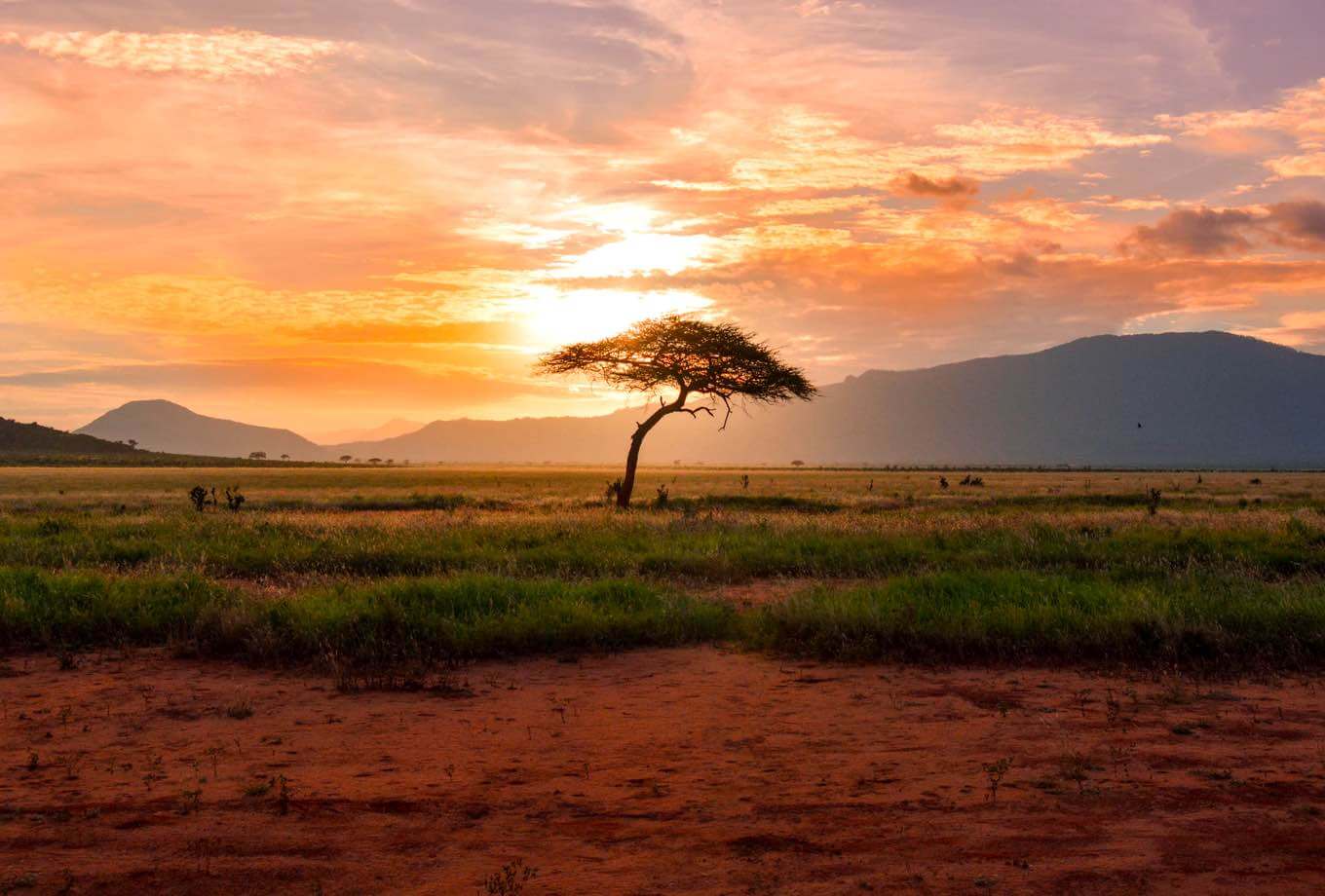 Sunset hitting an African tree in the middle of a deserted field