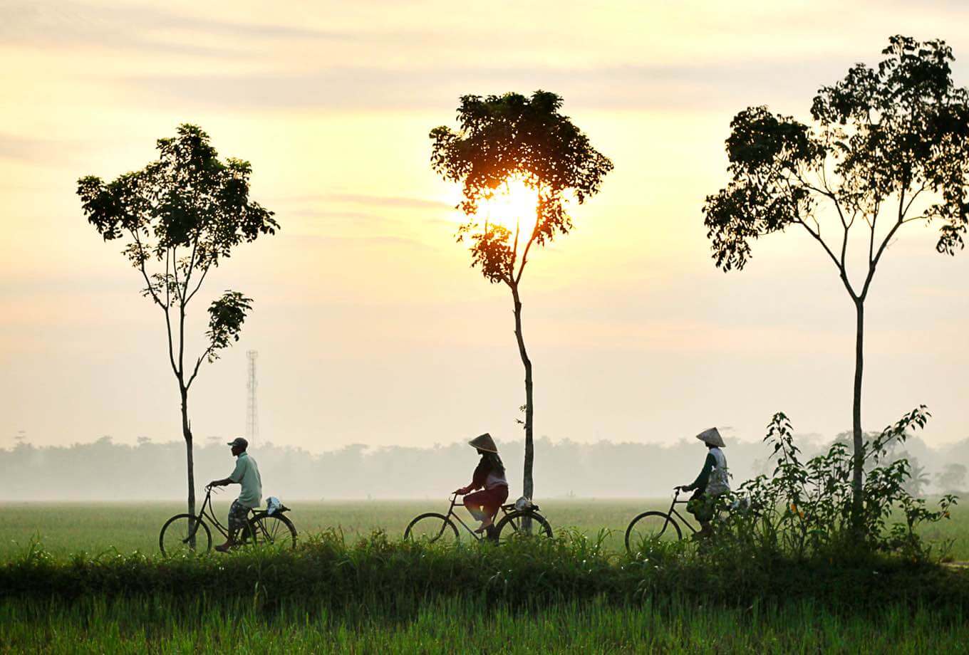 Three villagers riding bikes through a green ricefield