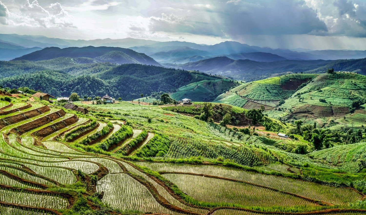 The plush green rice fields of Chiang Mai.