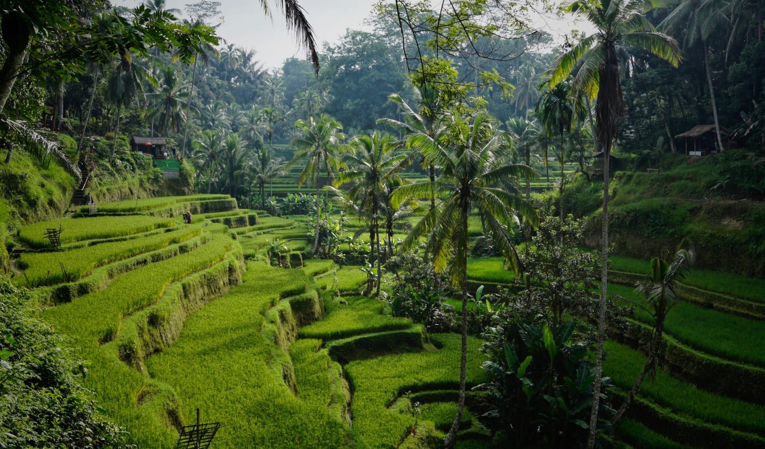 An idyllic green rice field deep in the jungle