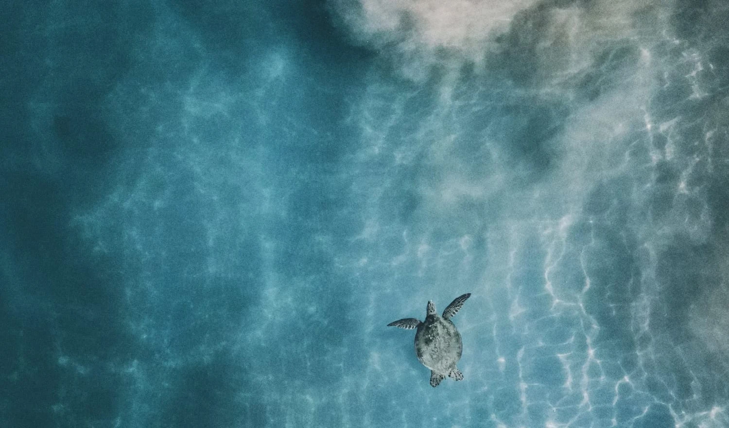 A turtle swimming in blue water