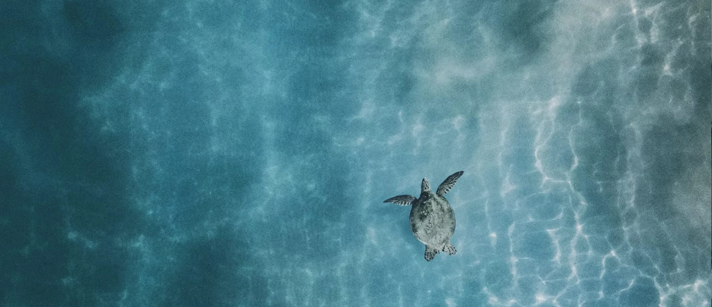 A turtle swimming in blue water