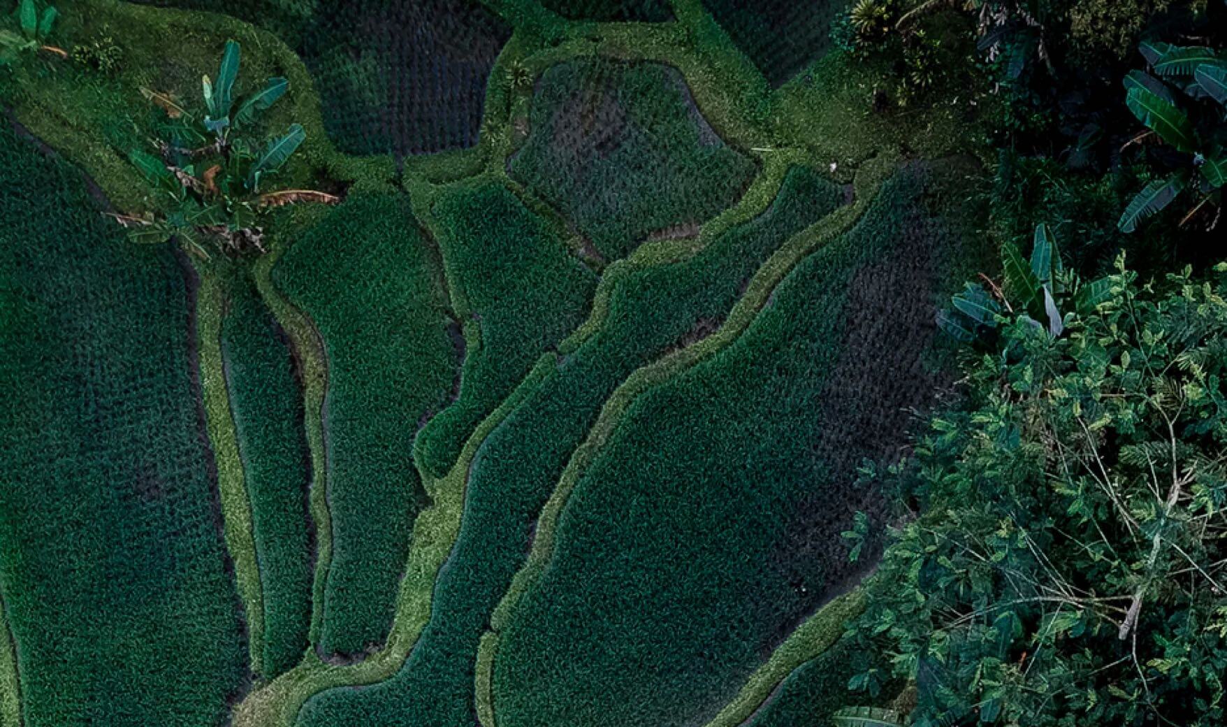 Different shades of green in Ubud