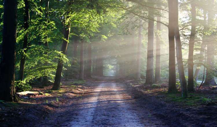 A beautiful forrest road