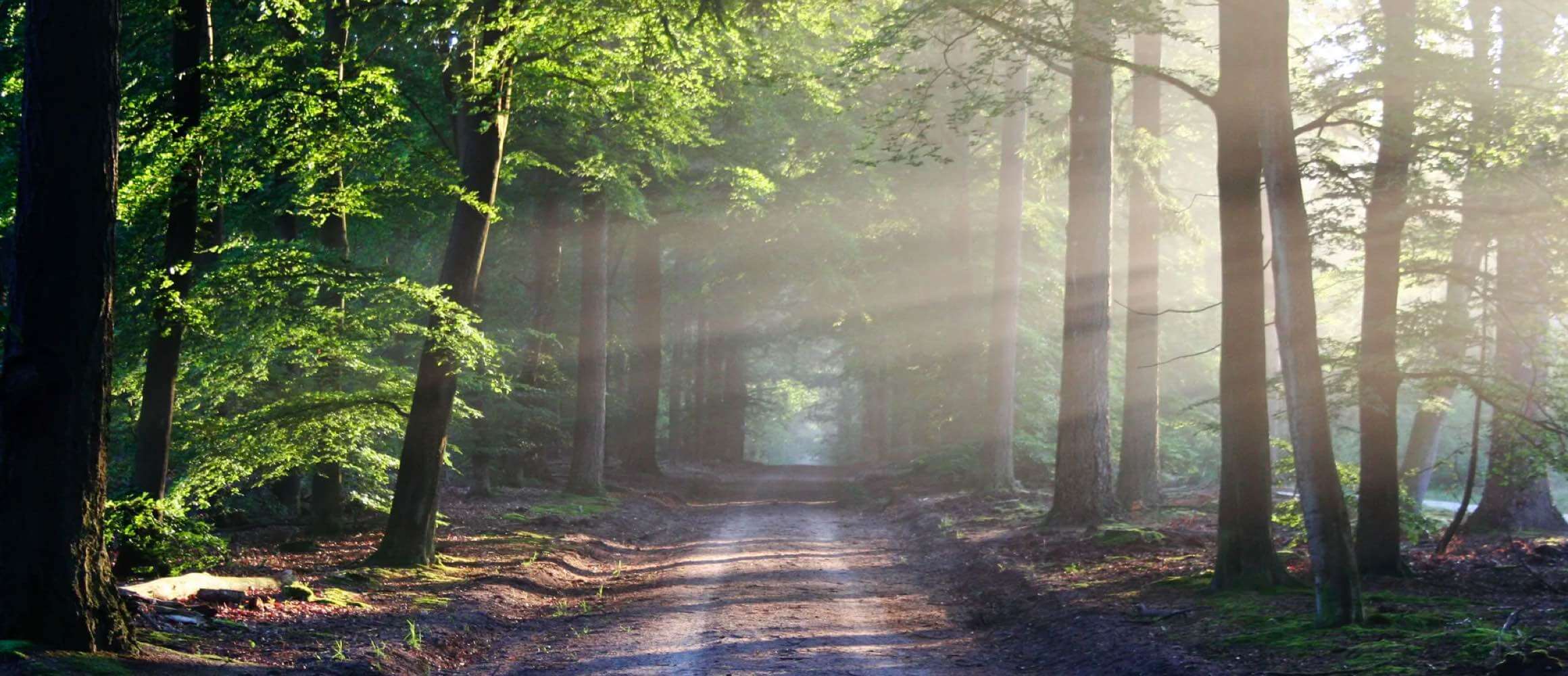 A beautiful forrest road