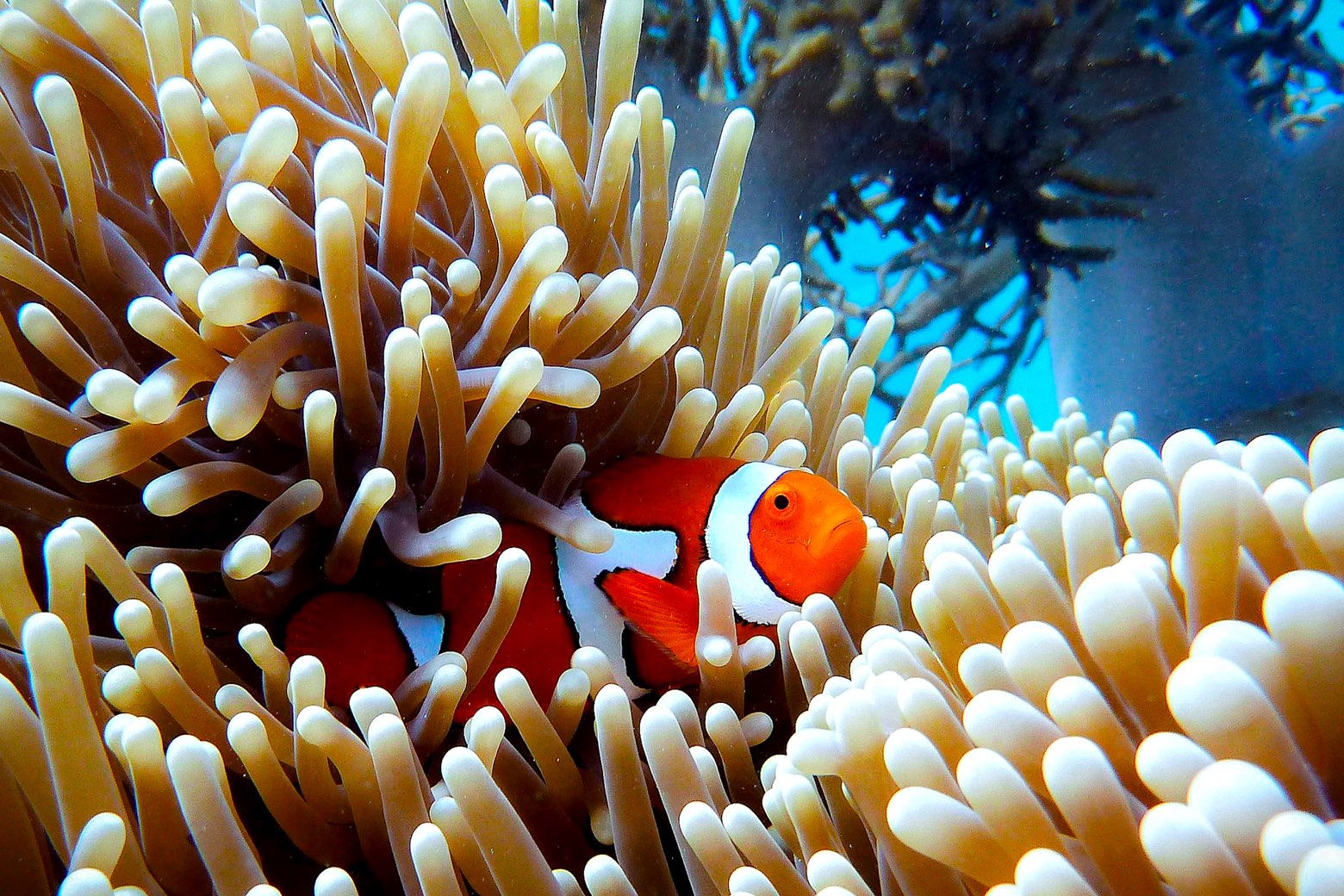 Fish and coral in harmony