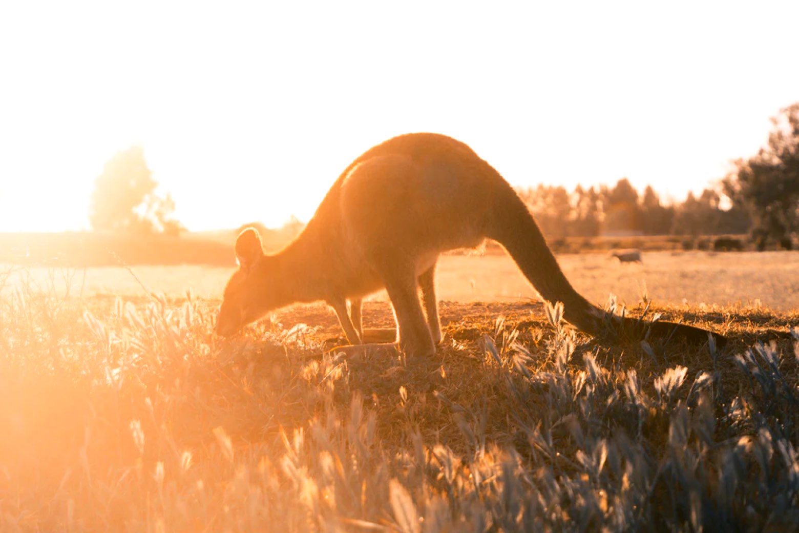 A Kargaroo gracing at sunrise