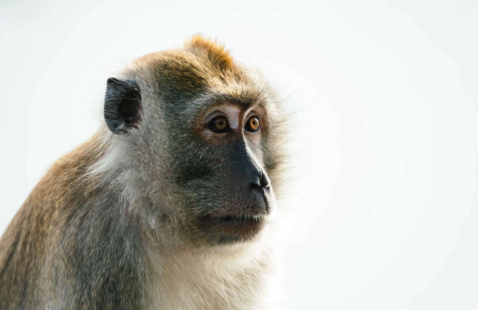 A curious Balinese monkey