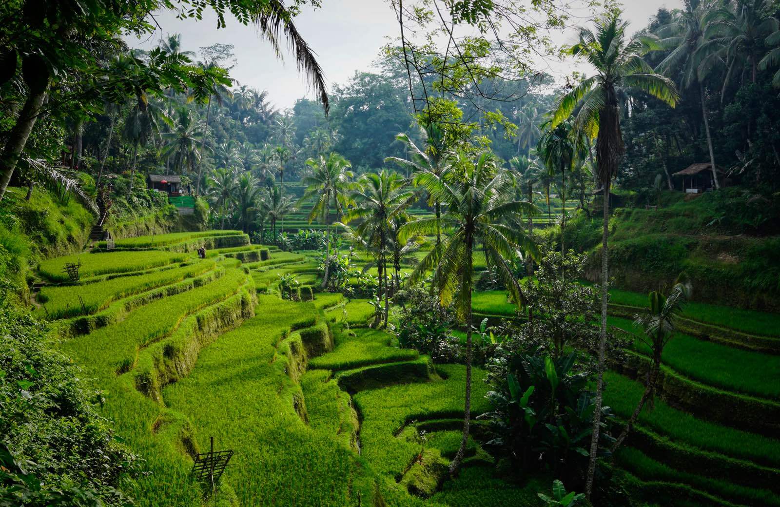 Lush green frields of Jatiluwih