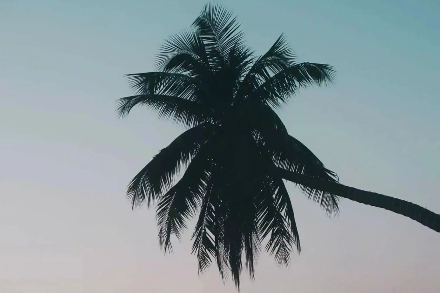 A thriving palm tree at sunset
